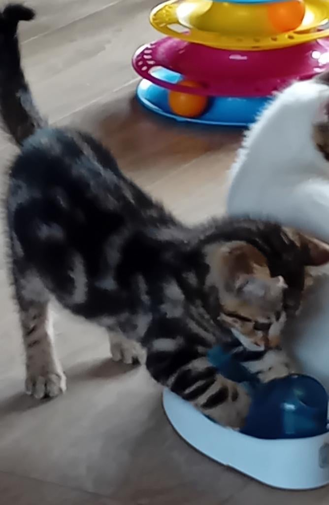 Mooie kittens  tekoop Rodoll-misx-Begaal, Meerdere dieren, Kortharig, 0 tot 2 jaar