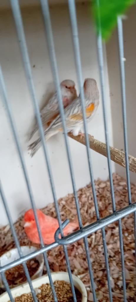 Te koop mooi koppel kanaries, Dieren en Toebehoren, Vogels | Kanaries, Meerdere dieren, Kleurkanarie