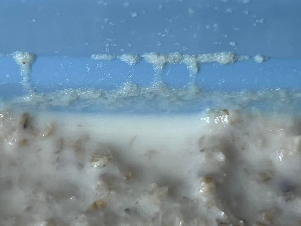 Microwormen  te koop!! Perfect voor jonge vissen!!, Dieren en Toebehoren, Ophalen of Verzenden