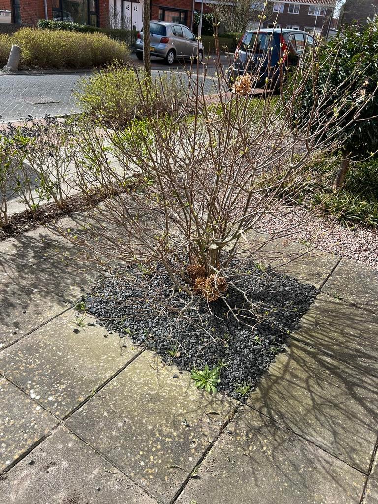 Gratis: Zwarte kiezelstenen tuin, Tuin en Terras, Grind, Keien en Split, Ophalen, Zo goed als nieuw, Antraciet, Grind