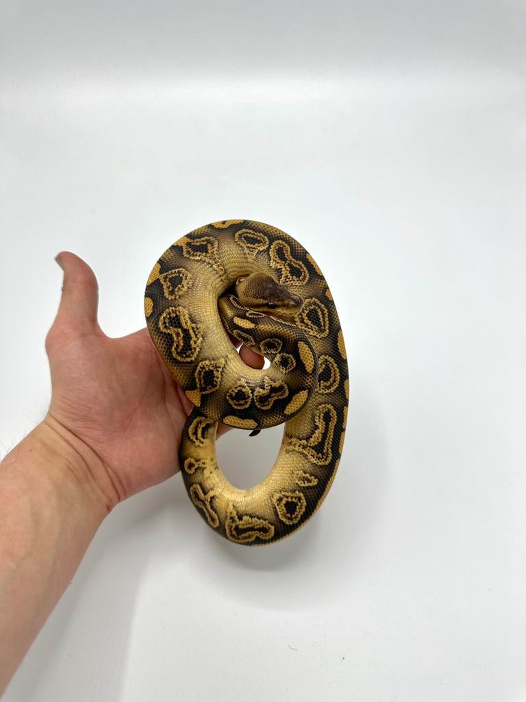 Python regius - koningspythons, Dieren en Toebehoren, Reptielen en Amfibieën, Slang, 0 tot 2 jaar