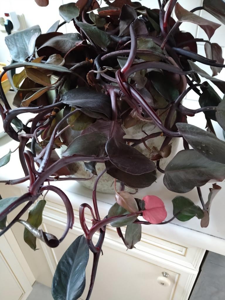 Philodendron 2stuks, Huis en Inrichting, Kamerplanten, Ophalen, Halfschaduw, Minder dan 100 cm