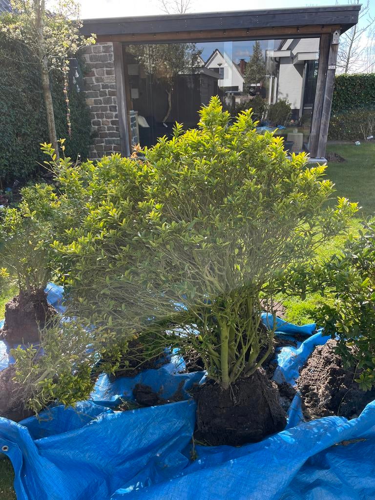 Ilex Crenata. Oftewel,  Japanse hulst .  7 stuks, Vaste plant, Bloeit niet, Halfschaduw, Ophalen