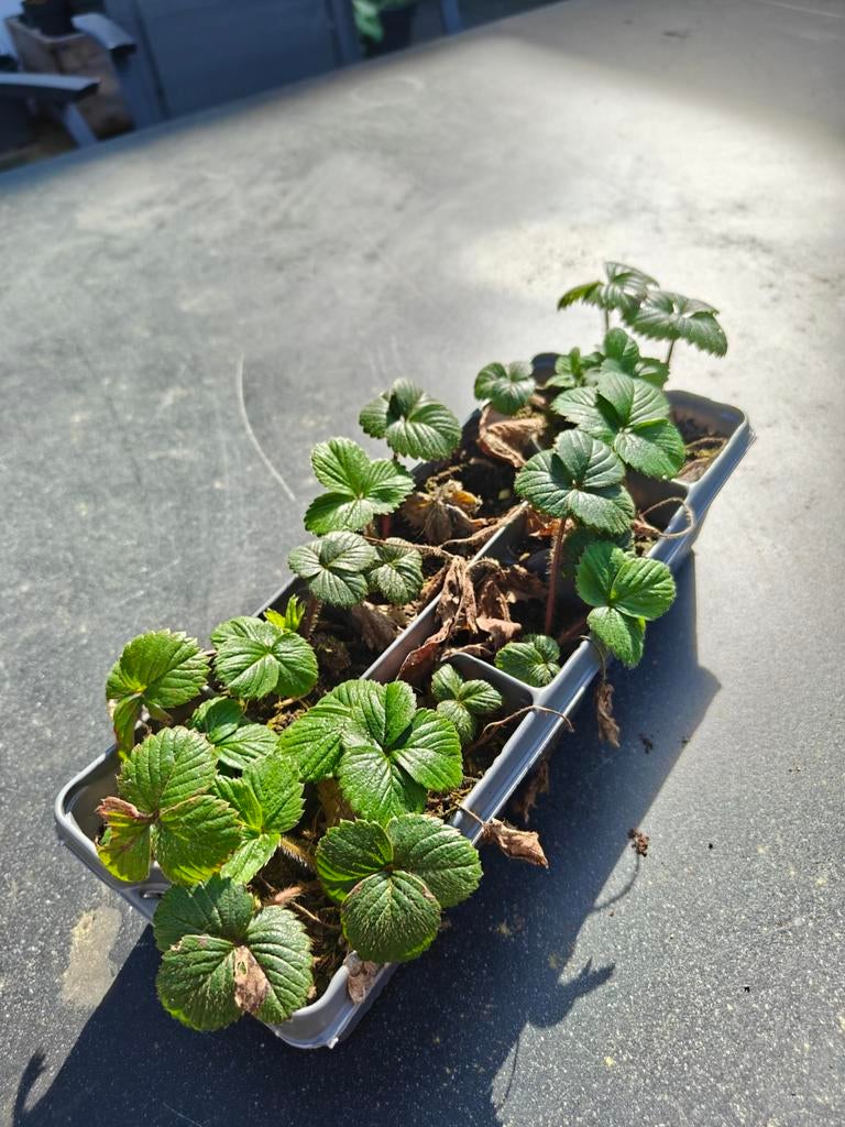 Pineberry plantjes - Witte aardbeien met ananassmaak, Ophalen, Volle zon, Vaste plant, Fruitplanten
