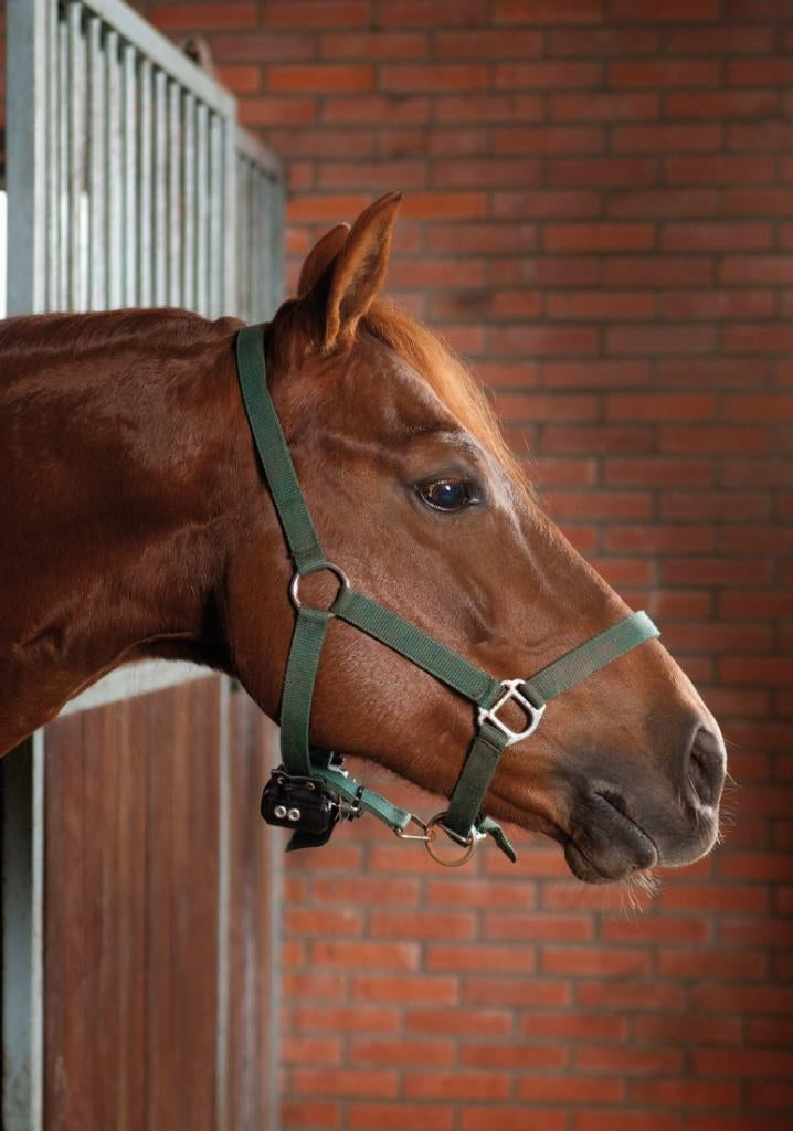 Birth Alarm HUUR, geboortemelder, Ophalen of Verzenden, Gebruikt, Overige soorten