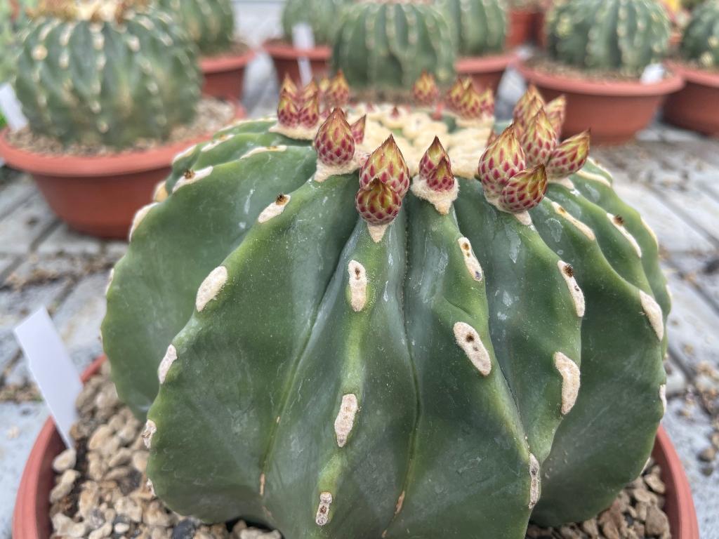 Cactus Ferocactus Glaucescens f. Nudum potmaat 25 cm, Ophalen of Verzenden, Minder dan 100 cm, Bloeiende kamerplant, Volle zon