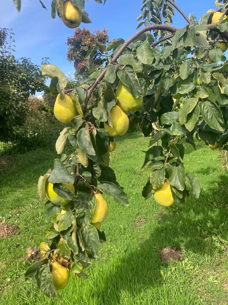 FRUITBOMEN, Tuin en Terras, Planten | Fruitbomen, Appelboom, Lente, Ophalen