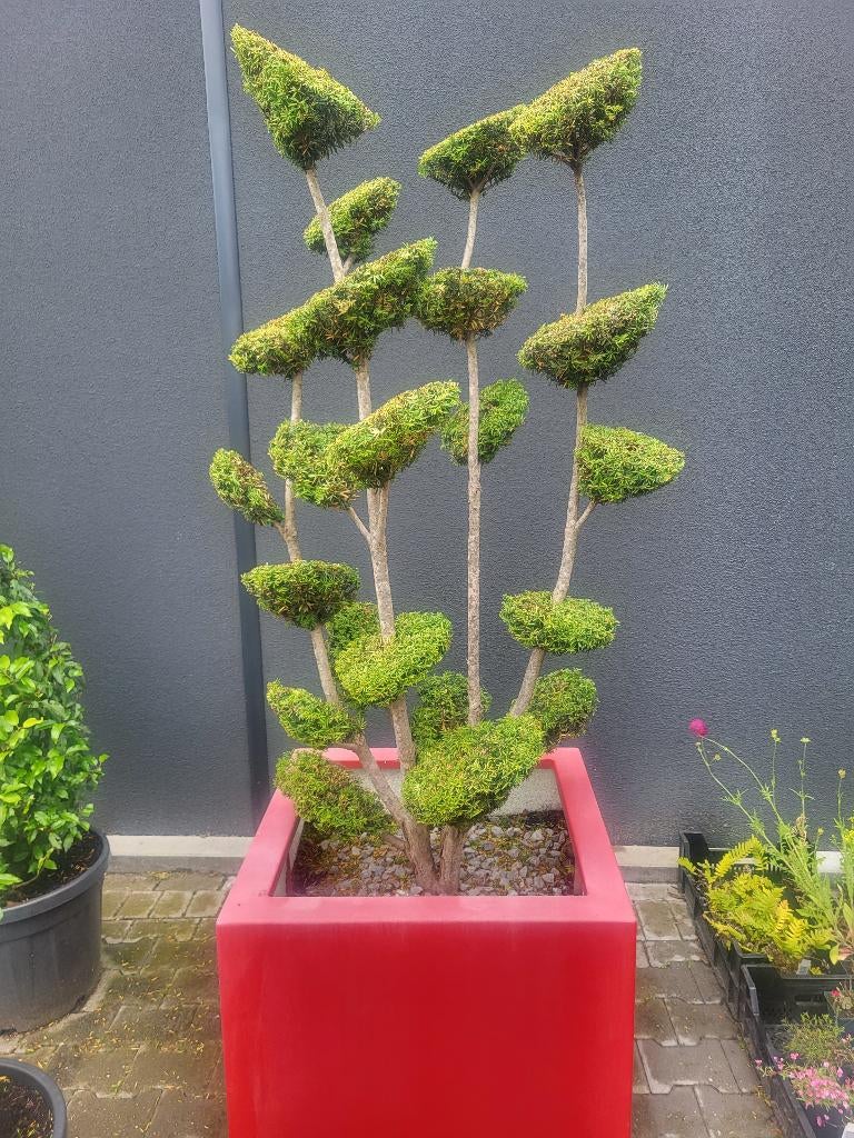 Bonsai taxusmet multi bollen in plantenbak, Tuin en Terras, Bloeit niet, 100 tot 250 cm, Zuilboom, Ophalen