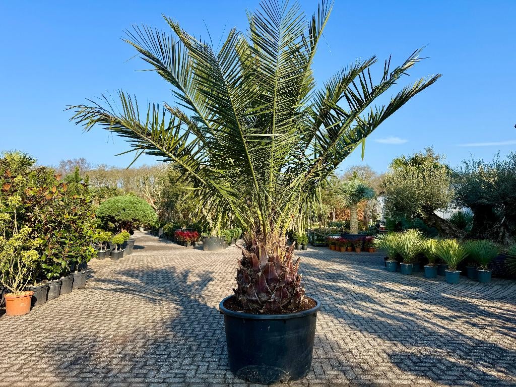 Jubaea chilensis - Chileense wijnpalm met 100 cm stamhoogte, Ophalen of Verzenden, 250 tot 400 cm, Zomer, Palmboom
