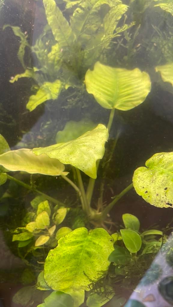 Anubias, Vis