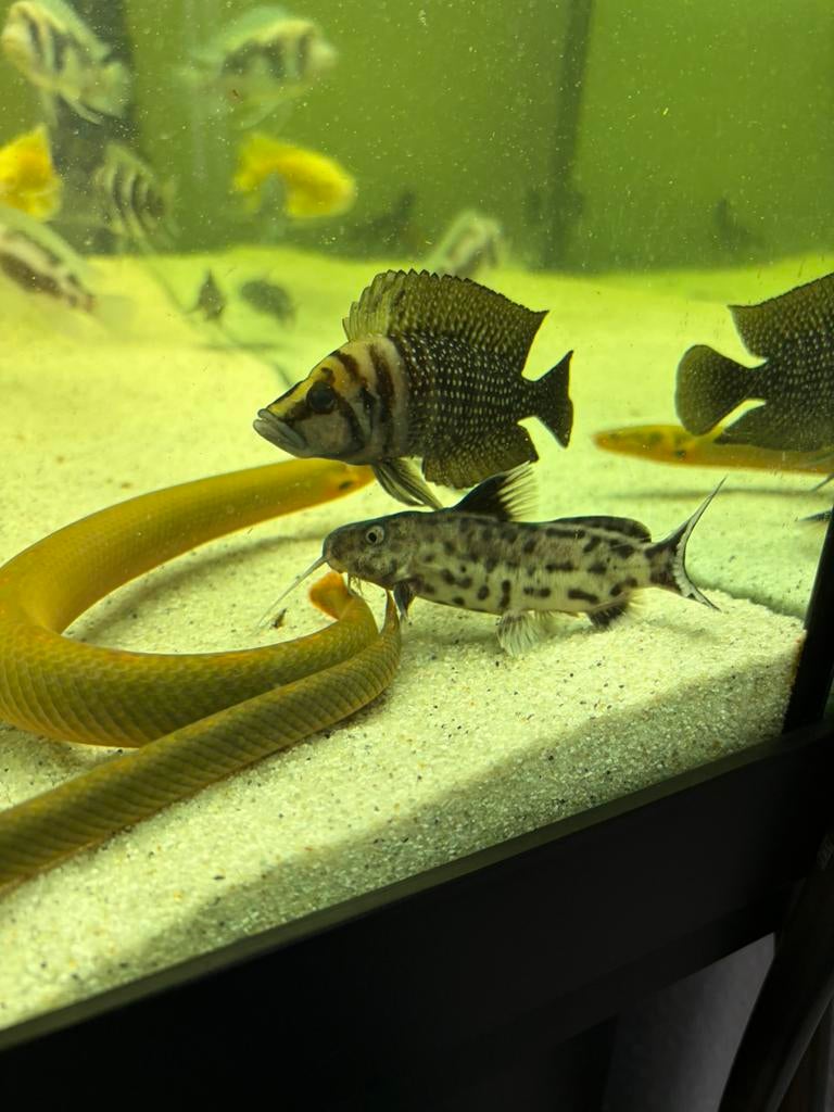 Synodontis Polli White 6stuks, Vis, Zoetwatervis, Schoolvis