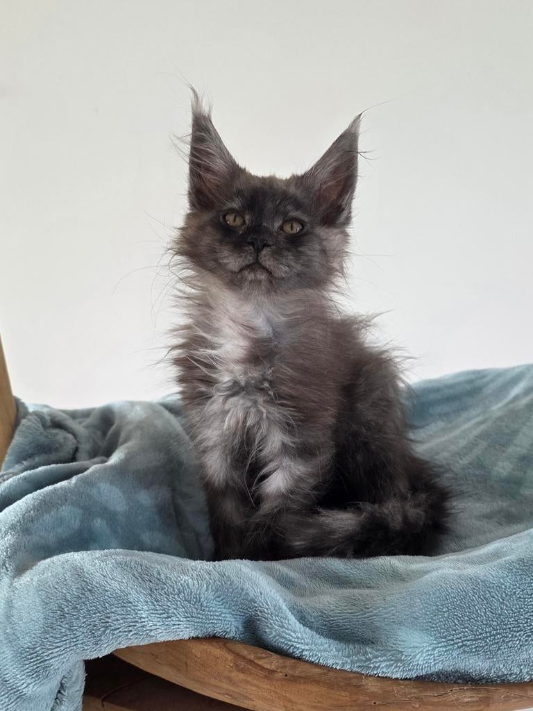 Prachtige maine coon kittens te koop, Meerdere dieren, Ontwormd