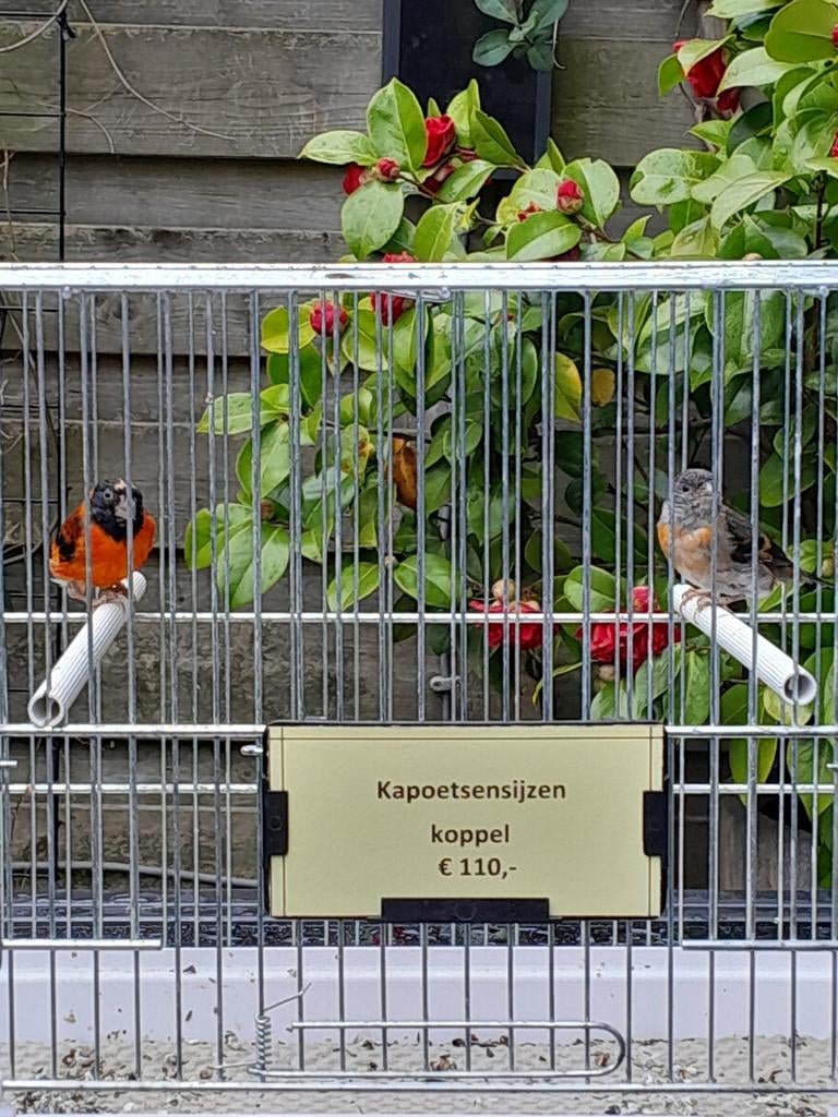 Kapoetsensijs koppel, Meerdere dieren, Tropenvogel, Geringd