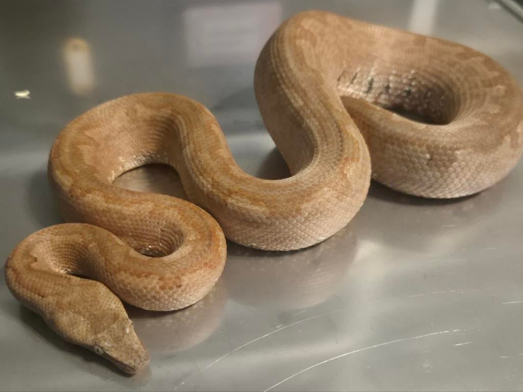 0.1 candoia paulsoni 2023, Dieren en Toebehoren, Slang, 0 tot 2 jaar