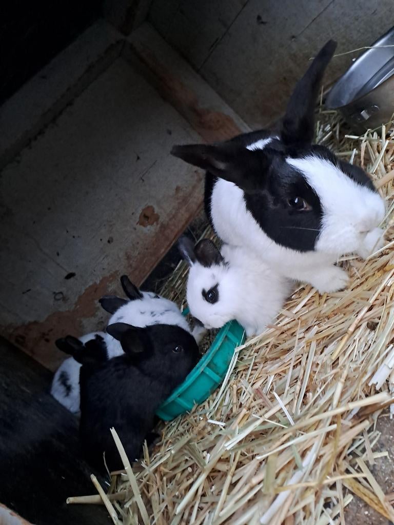 Jonge Konijnen, Meerdere dieren, Middelgroot, 0 tot 2 jaar