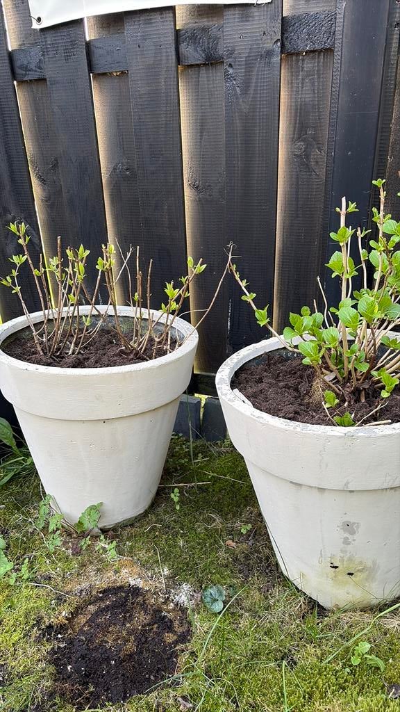 Hortensia’s, Tuin en Terras, Planten | Tuinplanten, Ophalen, Overige soorten, Halfschaduw