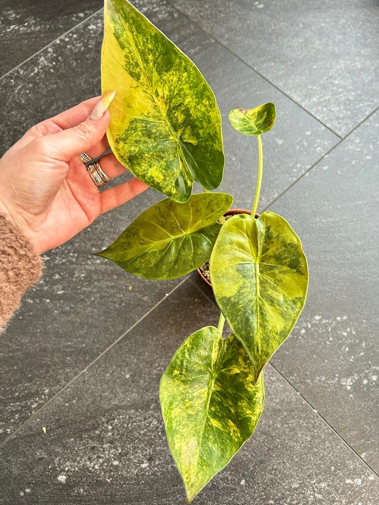 Alocasia Wentii Aurea, Huis en Inrichting, Kamerplanten, Overige soorten, In pot, Minder dan 100 cm, Groene kamerplant