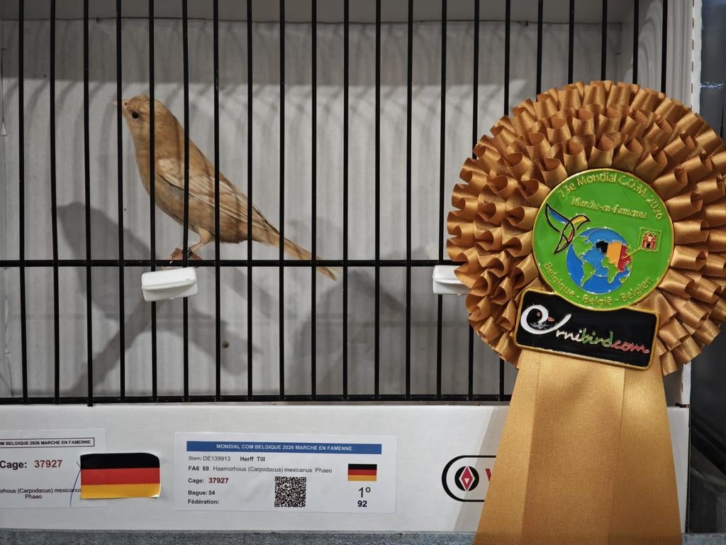 Roodmus, roodmussen phaeo, Dieren en Toebehoren, Meerdere dieren