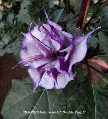 5 x Datura metel (double purple) zaden, Ophalen of Verzenden, Voorjaar, Volle zon, Zaad