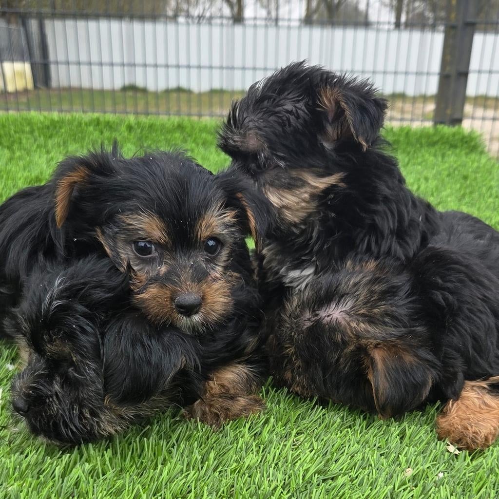 Te koop leuke mini Yorkshire Terriër pups, Dieren en Toebehoren, Nederland, 8 tot 15 weken, Meerdere, Meerdere dieren