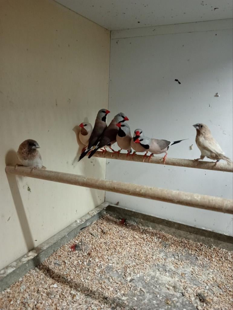 Spitsstaart amadines pst €15, Mannelijk