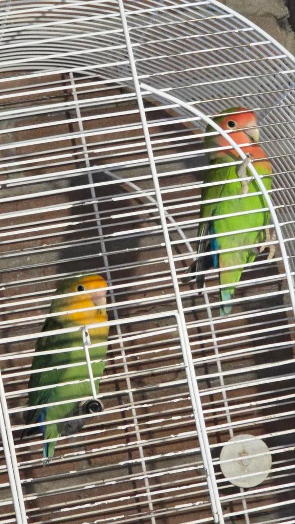 agapornissen, Dieren en Toebehoren, Geslacht onbekend, Dwergpapegaai of Agapornis