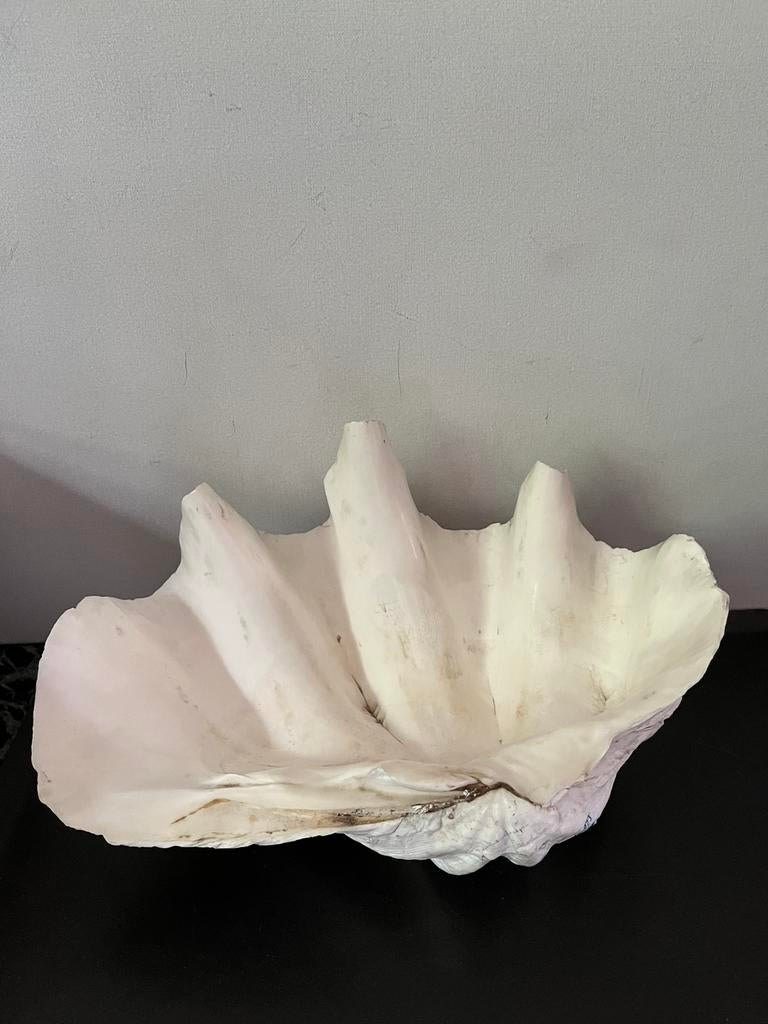 Doopvontschelp, Verzamelen, Ophalen of Verzenden