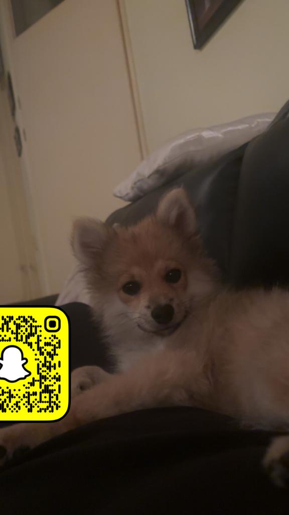 Mini keeshond/ pomeriaan bruin crème, Keeshond, 15 weken tot 1 jaar, Reu, Eén hond