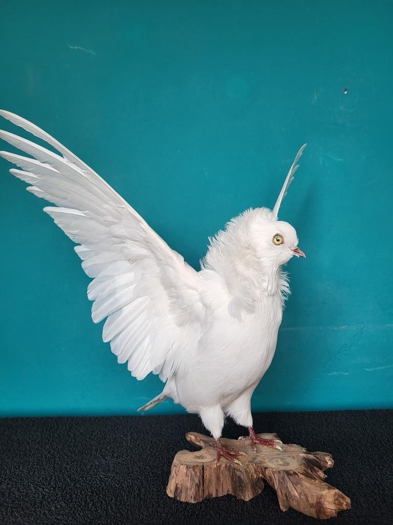 Een prachtige opgezette grote witte duif met gespreide .., Ophalen of Verzenden, Nieuw, Vogel, Opgezet dier