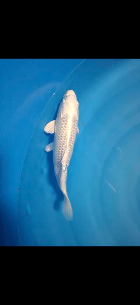 Platinum ogon koi karper, Dieren en Toebehoren, Vissen | Vijvervissen