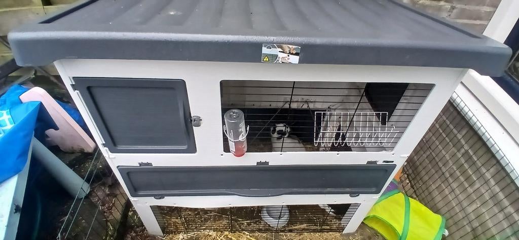 2 ingeënte konijnen met hok buiten ren en alle toe behorende, Ophalen of Verzenden, Nieuw