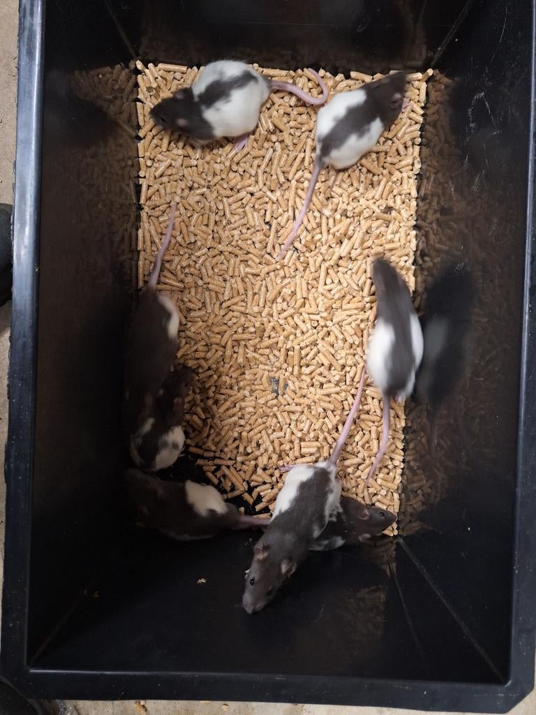 Jonge ratten, rittens, Dieren en Toebehoren, December, Meerdere dieren, Rat