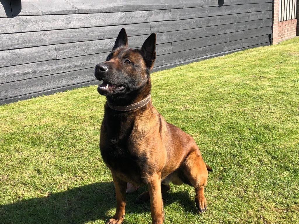 X mechelse herder dekreu, Reu, CDV (hondenziekte), 1 tot 2 jaar, Eén hond