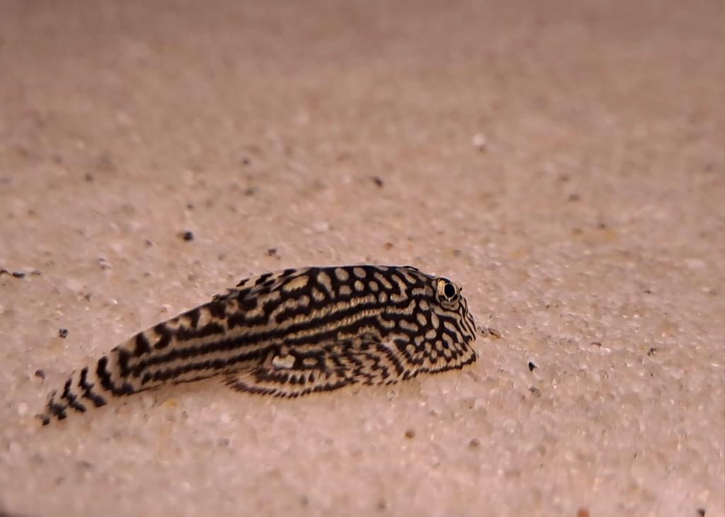 Steenkruiper (Sewellia lineolata), Dieren en Toebehoren, Vissen | Aquariumvissen, Vis, Zoetwatervis, Schoolvis