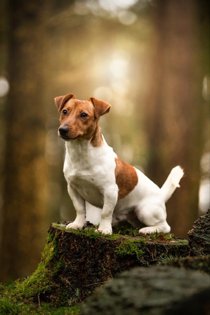 Ervaren Jackrussel Dekreu Hummer (niet te koop), Dieren en Toebehoren, Reu, Eén hond, 3 tot 5 jaar, Nederland