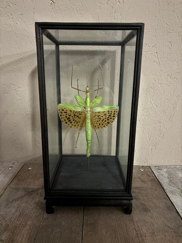 Mooie vitrine met een Javaanse Reuzenwandelende tak, Ophalen, Nieuw, Insect, Opgezet dier