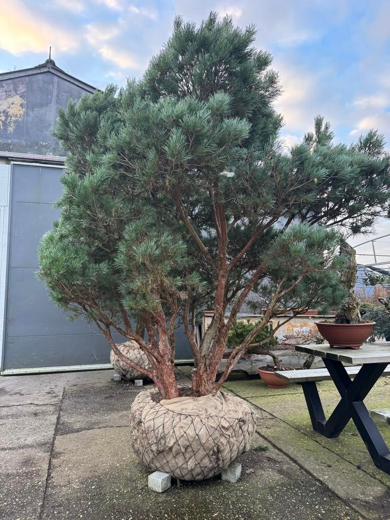 Vormbomen/Tuinbonsai: Grote Pre-Sale met Stuntprijzen!, Bloeit niet, 100 tot 250 cm, Dakboom, Ophalen