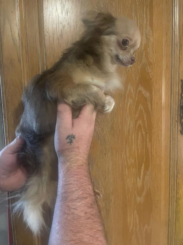 Sociaal mooi dekreutje belgie, Dieren en Toebehoren, Honden | Dekreuen, Reu, Fokker | Hobbymatig, Eén hond, België, 15 weken tot 1 jaar