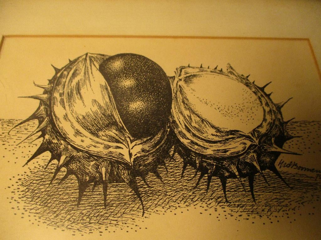 tekening kastanjes, Ophalen of Verzenden