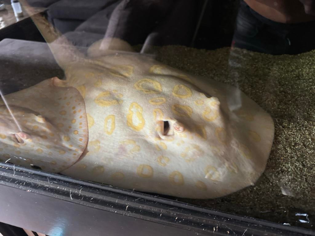 Kweekkoppel albino  bd, Vis