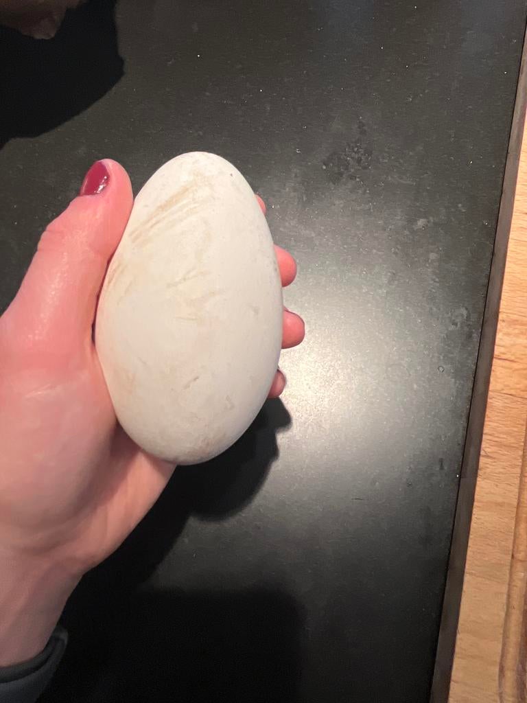 Ganzen Eieren van Boeren Gans ( kok of fok), Geslacht onbekend, Gans of Zwaan