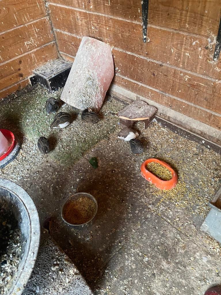 Koppeltje chinese dwergkwartels natuurbroed 2025, Meerdere dieren