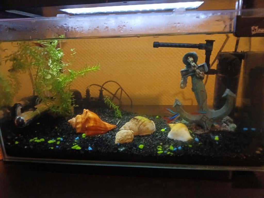 Aquarium inclusief vissen pomp verwarming en nog meer, Dieren en Toebehoren, Ophalen