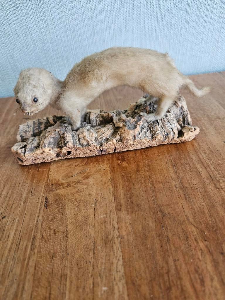 Hermelijn op schors 17 cm, Verzamelen, Dierenverzamelingen, Ophalen of Verzenden, Opgezet dier