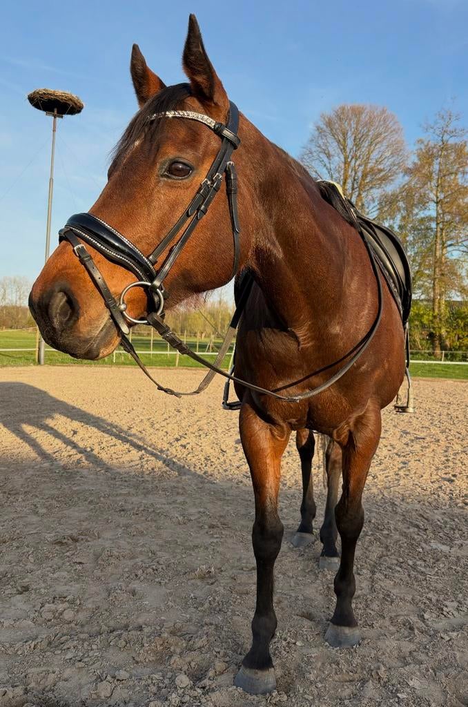 Allround E-pony te koop, Zadelmak, 7 tot 10 jaar, Recreatiepony, Merrie