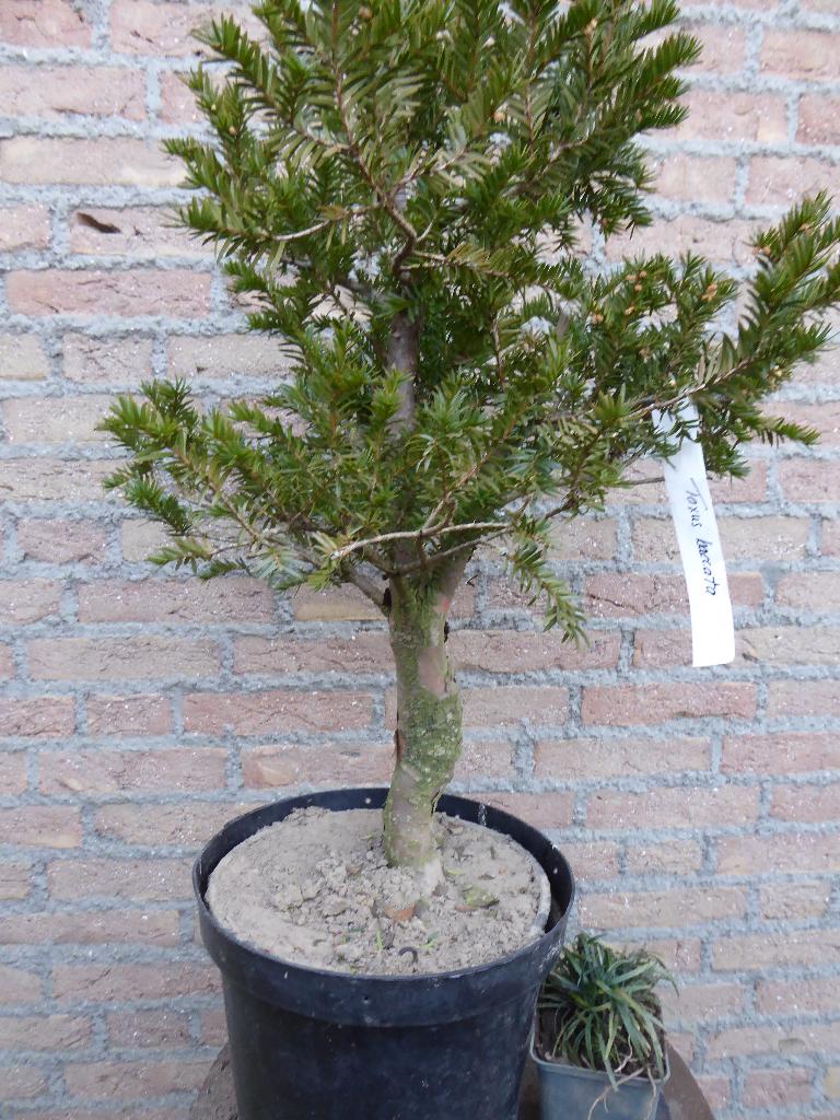 Bonsai: Taxus baccata, Tuin en Terras, Ophalen, Bloeit niet, Halfschaduw, Overige soorten