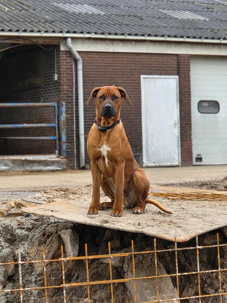 Dekreu Rhodesian Ridgeback x Boerboel, Dieren en Toebehoren, Reu, 1 tot 2 jaar, Parvo, Eén hond