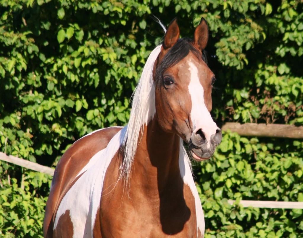 Pintabian en arabische merrie te koop!, Dieren en Toebehoren, Paarden, Merrie, Minder dan 160 cm, Met stamboom, 11 jaar of ouder