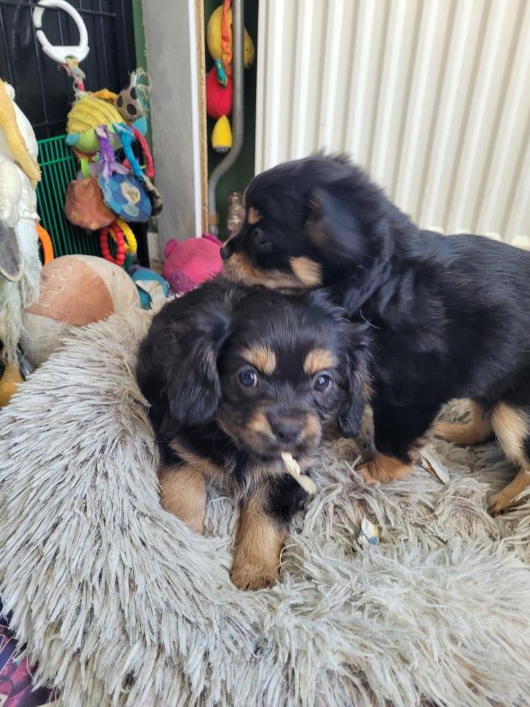 3 prachtige cavelier King Charles spaniel X Puppies, Parvo, Overige rassen, 8 tot 15 weken, Meerdere