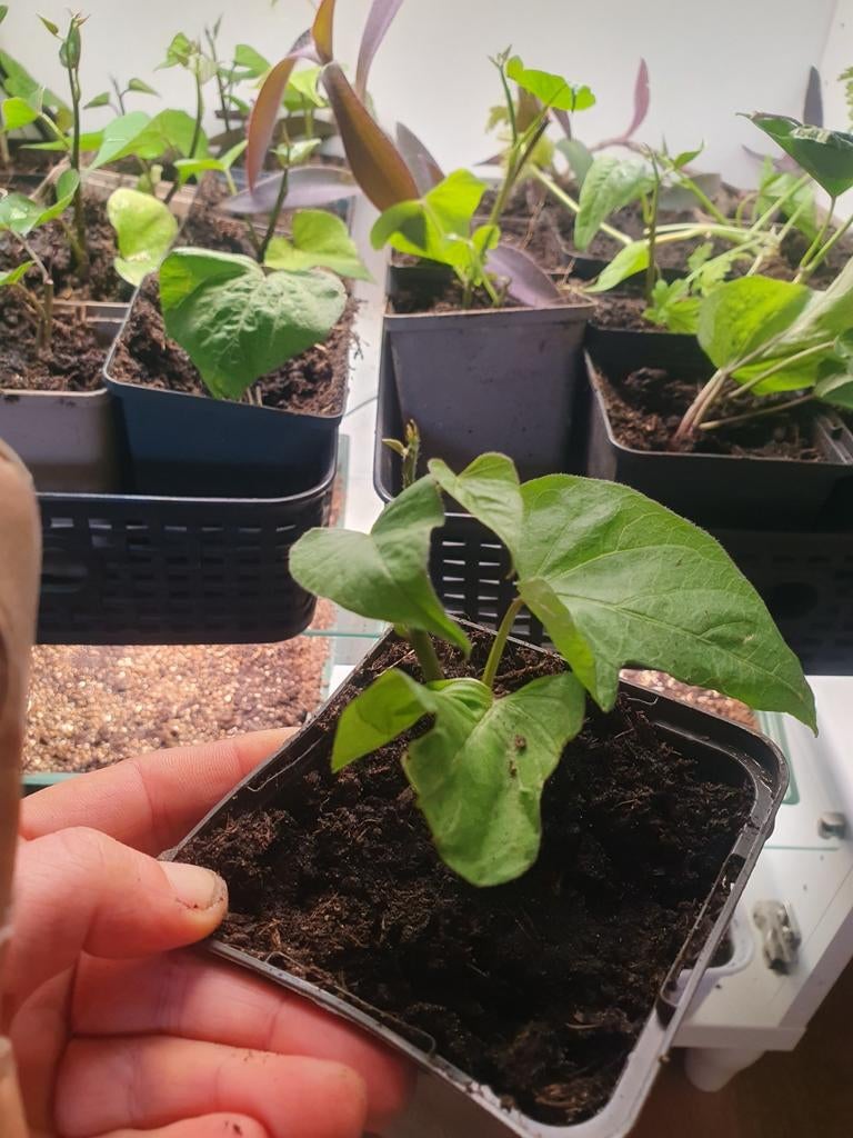 Zoete aardappel, Ophalen, Eenjarig, Groenteplanten, Volle zon